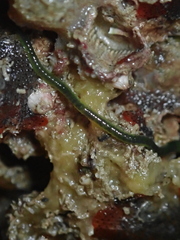 Eulalia clavigera