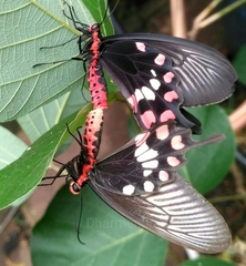 Pachliopta aristolochiae