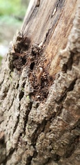 Diplopoda