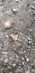Diplopoda