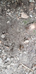 Diplopoda
