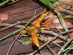 Engaeus tuberculatus
