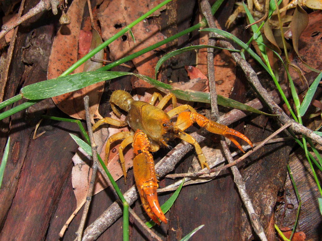 Australian Burrowing Crayfishes