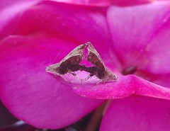 Choreutis nemorana