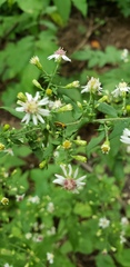 Acalymma vittatum
