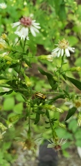 Acalymma vittatum