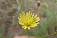 Crepis hypochaeridea