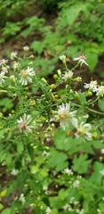 Acalymma vittatum