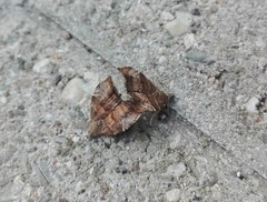 Choreutis nemorana