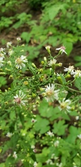 Acalymma vittatum