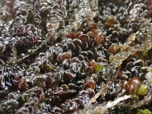 Frullania jackii