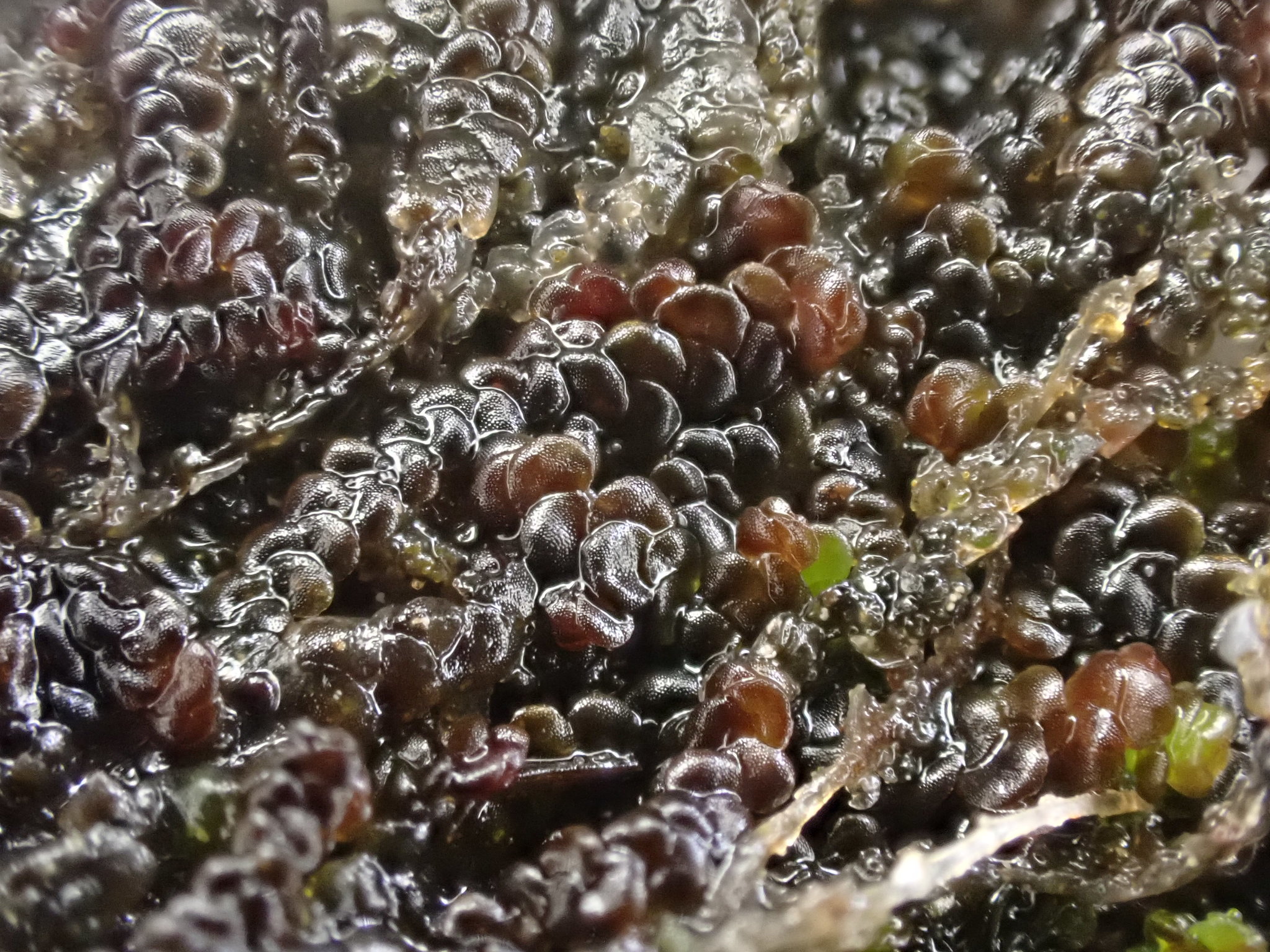 Frullania jackii