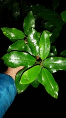 Pittosporum ralphii