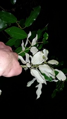 Pittosporum ralphii