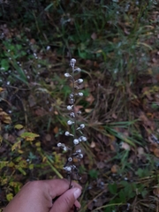 Artemisia integrifolia