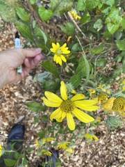 Helianthus resinosus