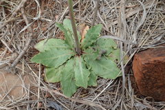 Crepis hypochaeridea