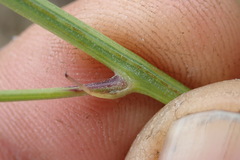 Crepis hypochaeridea