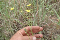 Crepis hypochaeridea