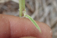 Crepis hypochaeridea