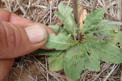 Crepis hypochaeridea