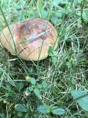 Paxillus involutus