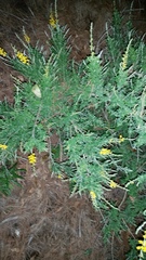 Genista stenopetala