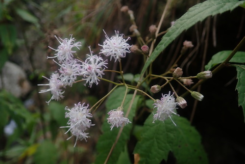 Image of Cyanthillium wollastonii by no rights reserved