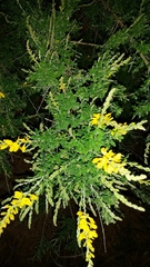 Genista stenopetala