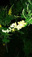 Genista stenopetala
