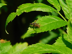 Meromacrus gloriosus
