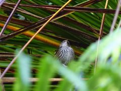 Poodytes punctatus vealeae
