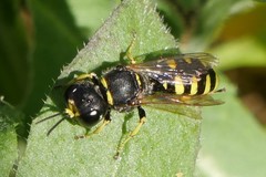 Ectemnius cephalotes