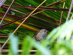 Poodytes punctatus vealeae