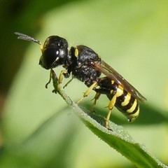 Ectemnius cephalotes