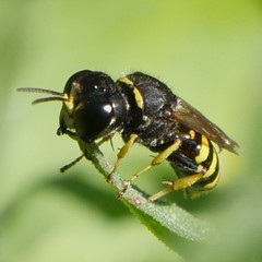 Ectemnius cephalotes