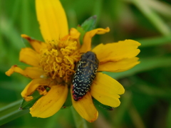 Acmaeodera haemorrhoa