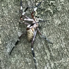 Argiope ocula