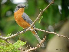 Melaenornis semipartitus