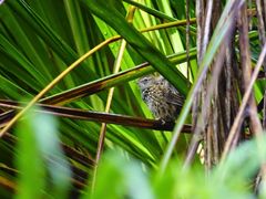 Poodytes punctatus vealeae