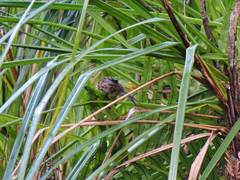 Poodytes punctatus vealeae