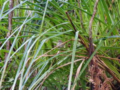 Poodytes punctatus vealeae