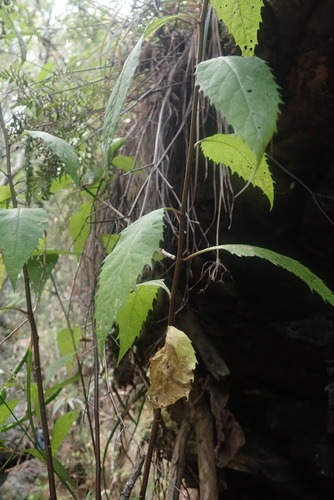 Image of Cyanthillium wollastonii by no rights reserved