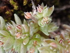 Crassula campestris
