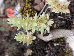 Crassula campestris