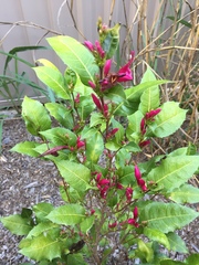 Graptophyllum ilicifolium