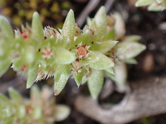 Crassula campestris