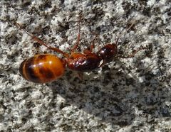 Camponotus nylanderi