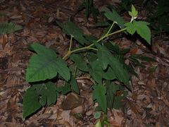 Rubus reflexus