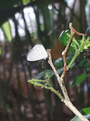 Zizula hylax pygmaea